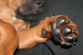 /album/fotogalerie/rhodesian-ridgeback-active-coral-mimi-hand-jpg/